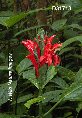 Pachystachys coccinea Cardinals Guard